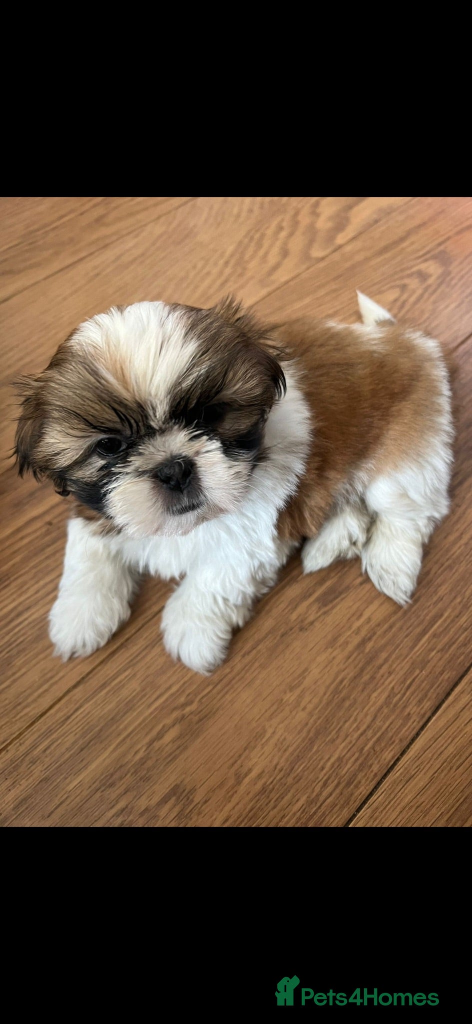 Shih Tzu dogs Beautiful litter of Shih Tzu puppies - Advert 2