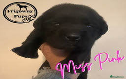 Labrador Retriever dogs for sale: *Ready Now* Quality Black Labradors  - Image 7