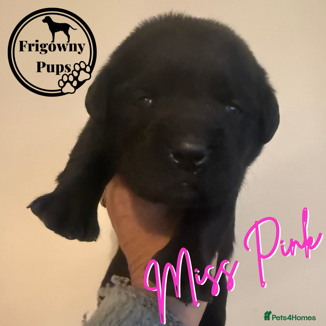 Labrador Retriever dogs for sale: *Ready Now* Quality Black Labradors  - Image 7