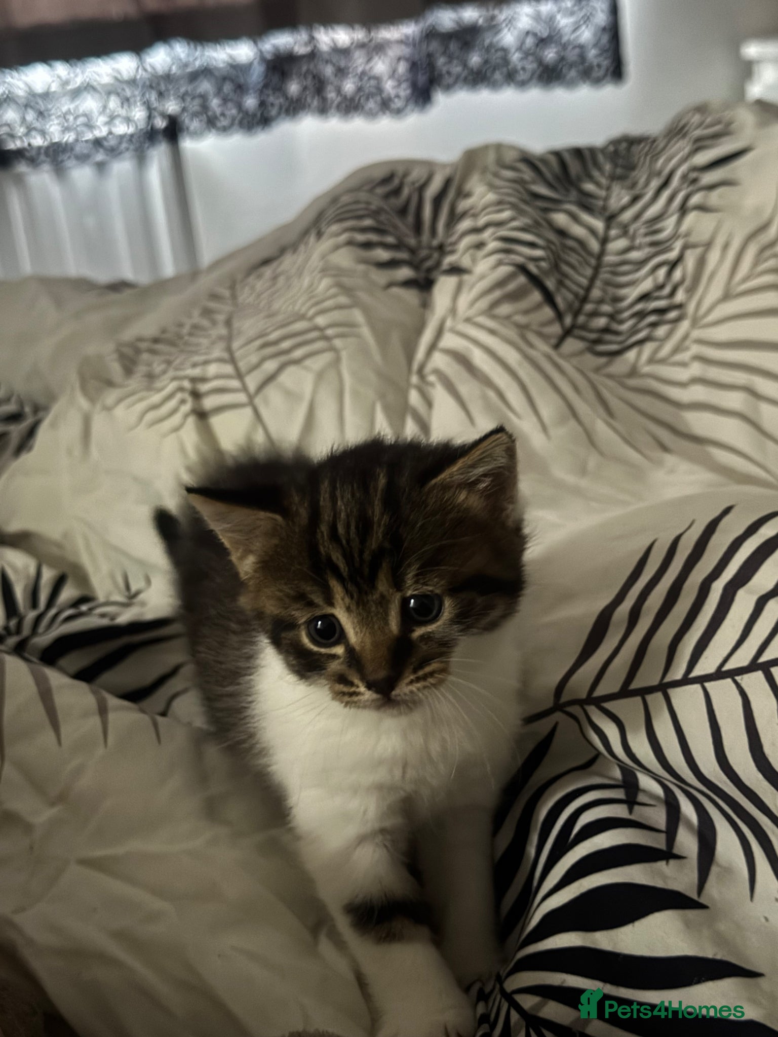 British Shorthair cats British shorthair kitten  - Advert 1
