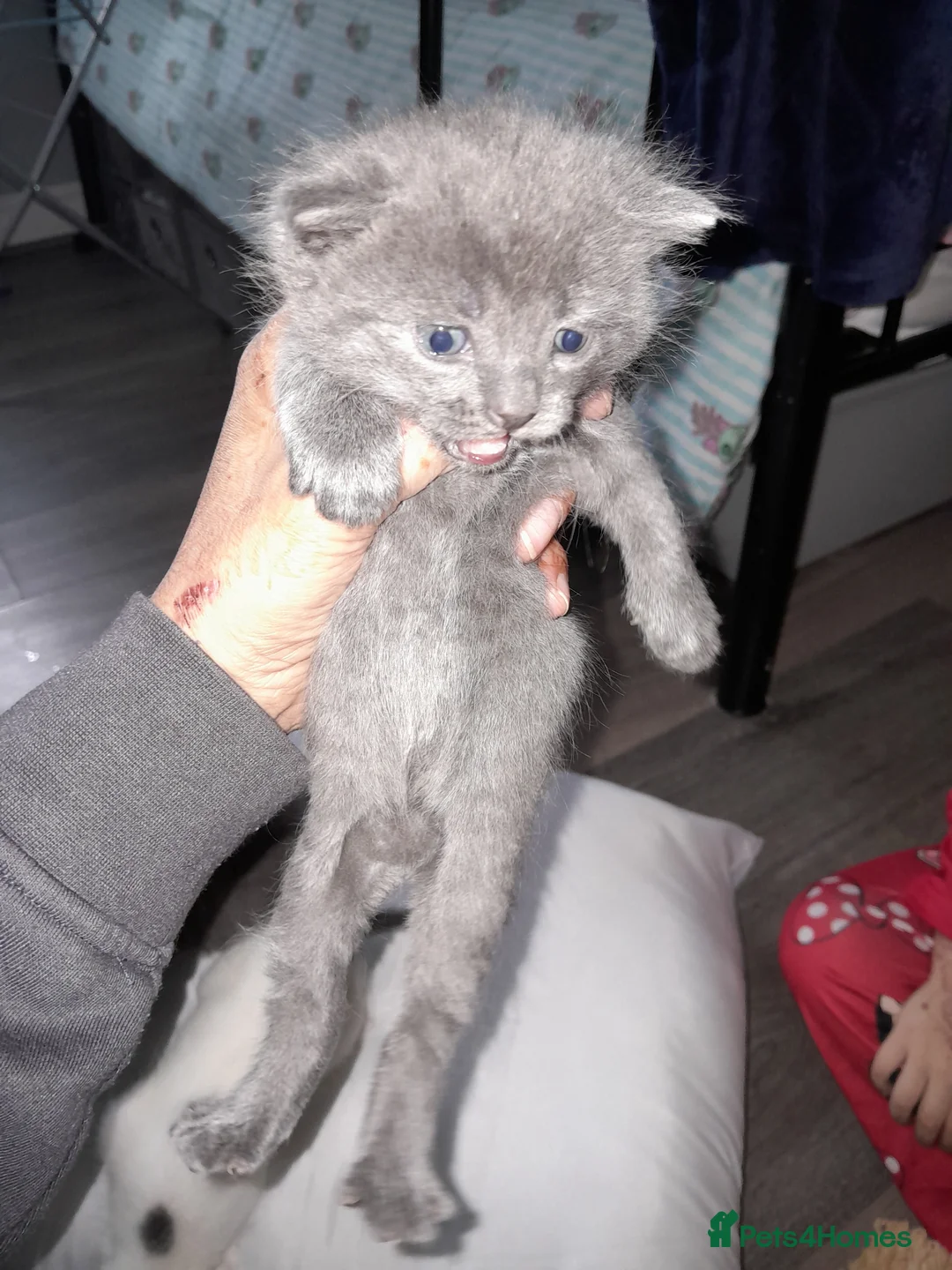 Mixed Breed cats for sale: Beautiful kittens in Dewsbury - Advert 6