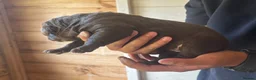 Bandog dogs for sale: Bandogge pups  - Advert 30