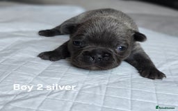 French Bulldog dogs for sale: French bulldog puppy  - Image 2