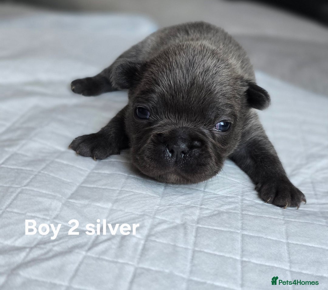 French Bulldog dogs for sale: French bulldog puppy  - Image 2