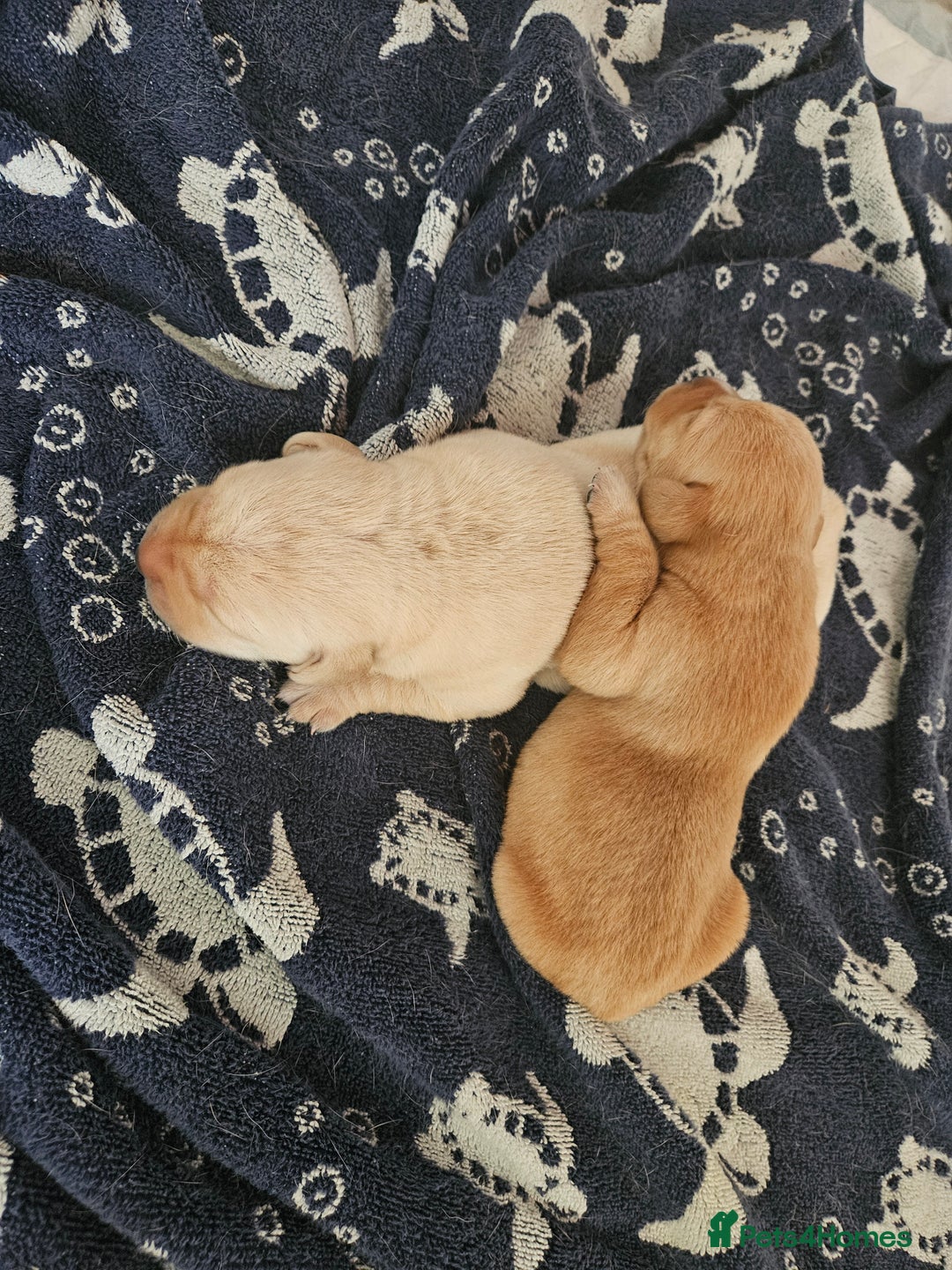 Labrador Retriever dogs for sale: Beautiful boy Labrador retriever  - Advert 3