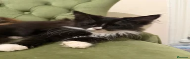 Onyx