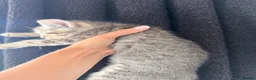 Mixed Breed cats for sale: Mixed breed tabby X ragdoll kittens - Advert 21