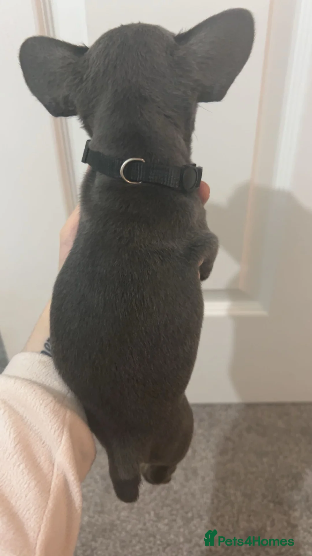 French Bulldog dogs for sale: FLUFFY PINK ISABELLA BLUE TAN KC REGISTERED  - Advert 19