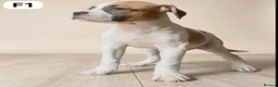 American Bulldog dogs for sale: American Bulldog Puppies - Advert 15