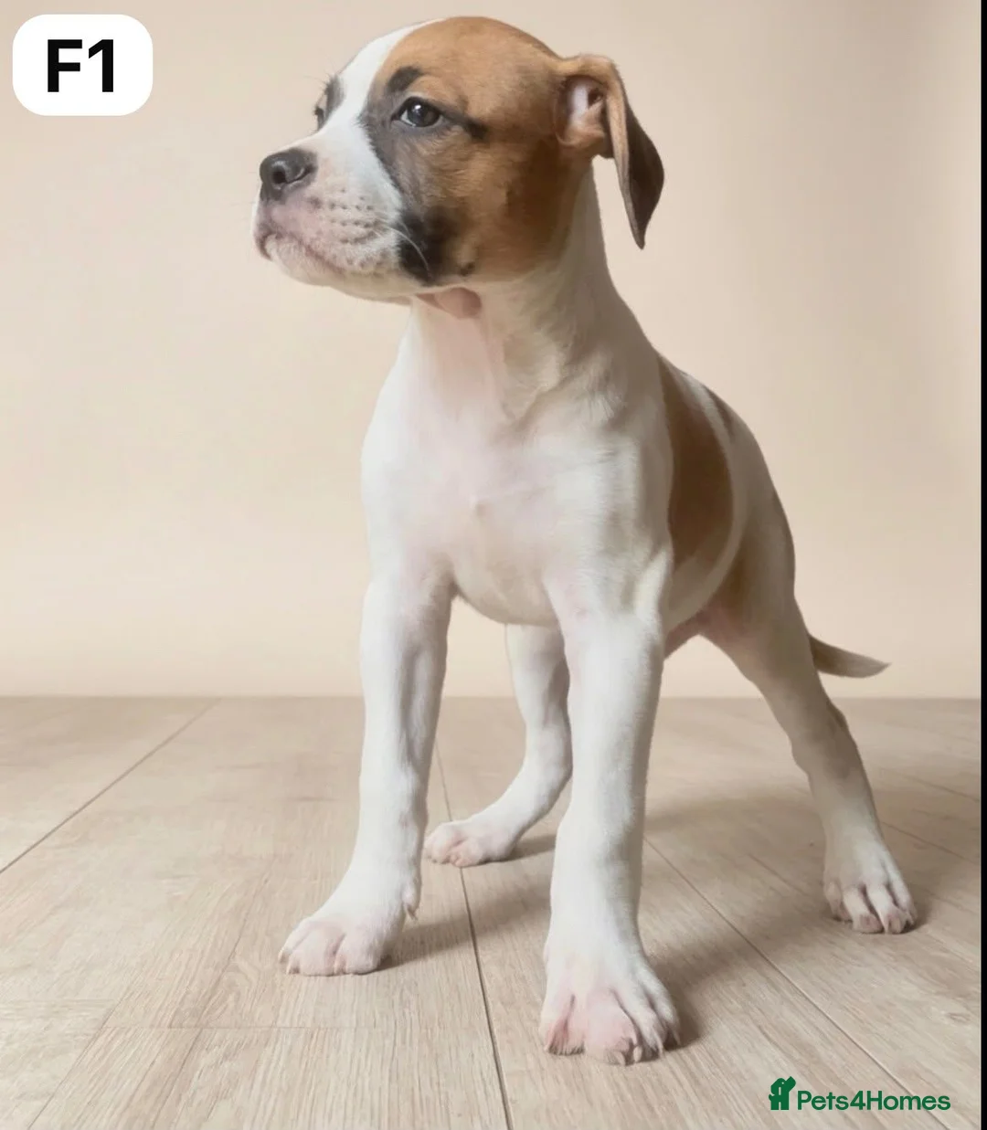 American Bulldog dogs for sale: American Bulldog Puppies - Advert 15