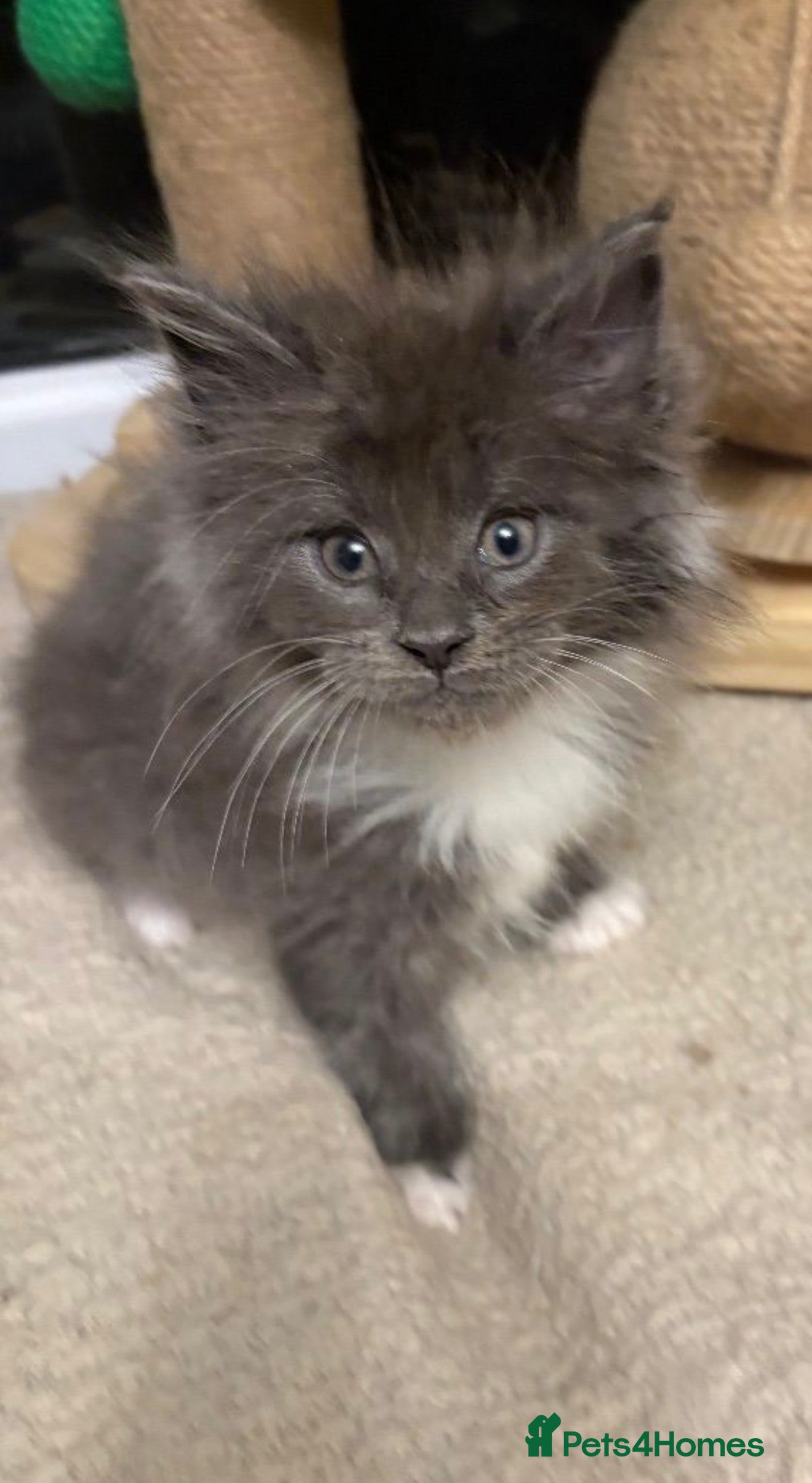 Maine Coon cats Maine coon kitten - Advert 14