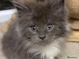 Maine Coon cats Maine coon kitten - Advert 14