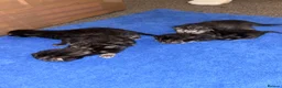 Mixed Breed cats for sale: 4 Mixed Breed Kittens looking for loving home  - Advert 10
