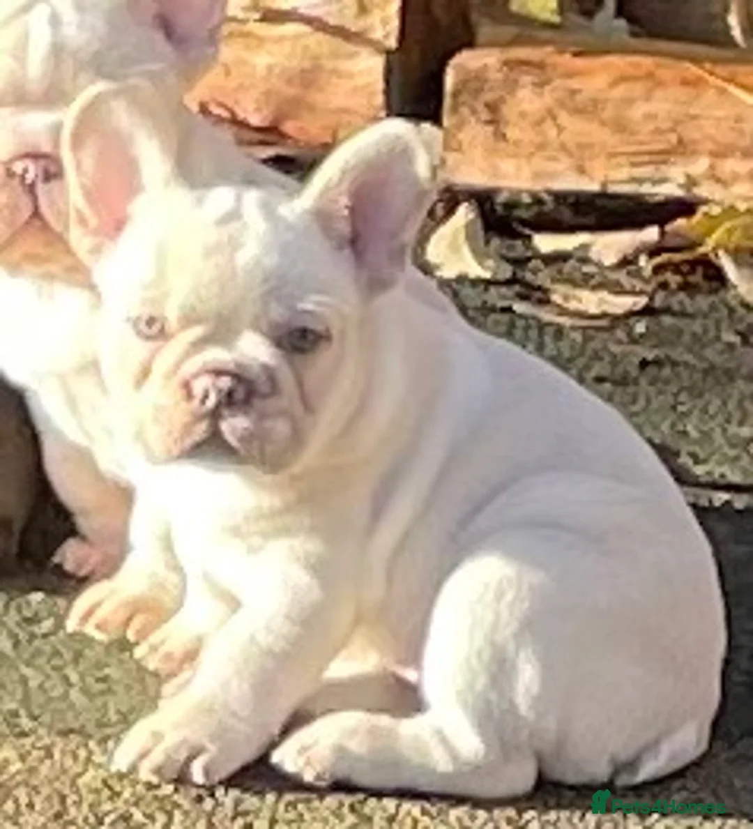 French Bulldog dogs for sale: KC REGISTERED QUALITY FRENCH BULLDOG PUPPIES  - Advert 38