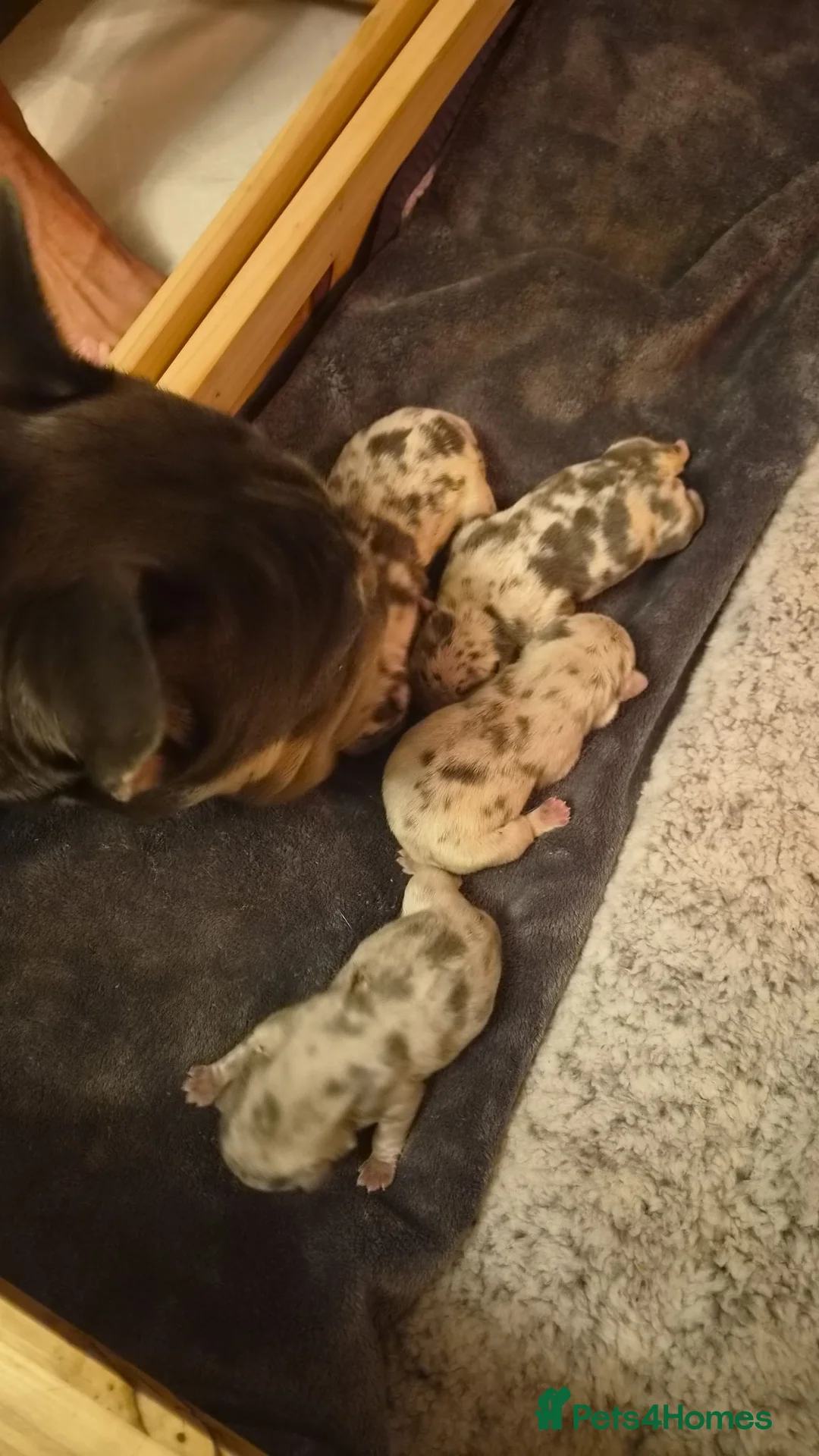 French Bulldog dogs for sale: Baby blue merle frenchie in Wigan - Advert 8