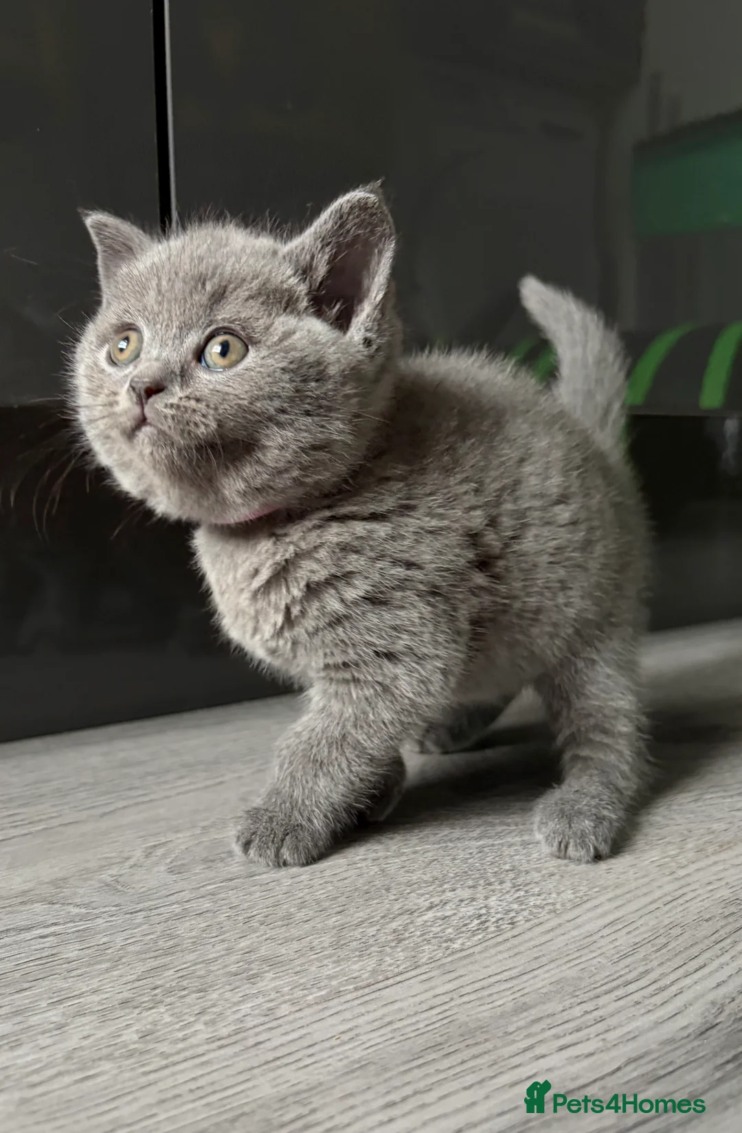 British Shorthair cats for sale: Beautiful kittens  - Advert 2