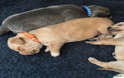 Mixed Breed dogs for sale: Gorgeous pups for sale - Image 10