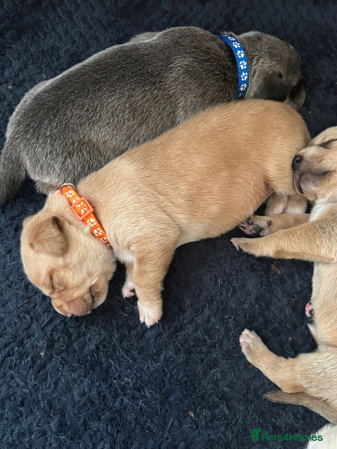 Mixed Breed dogs for sale: Gorgeous pups for sale - Image 10