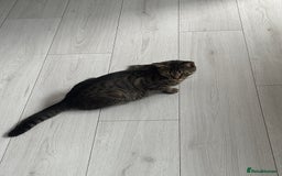 Mixed Breed cats for sale: 3 little kittens - Image 16