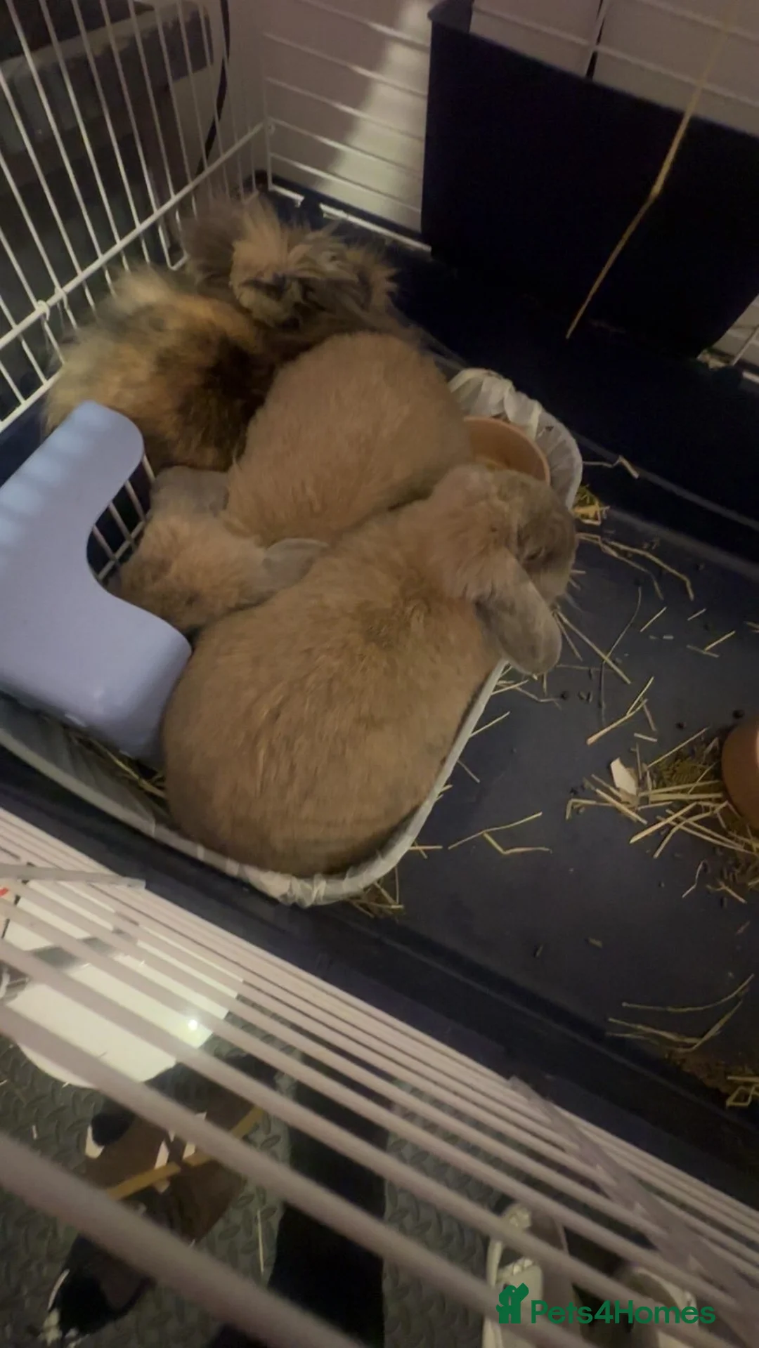 Mixed Breed rabbits for sale: Two mini lops aged around 4 and a lion head  in Boston - Advert 3