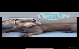 Miniature Dachshund dogs for sale: Miniature kc reg dachshunds for sale  - Image 3