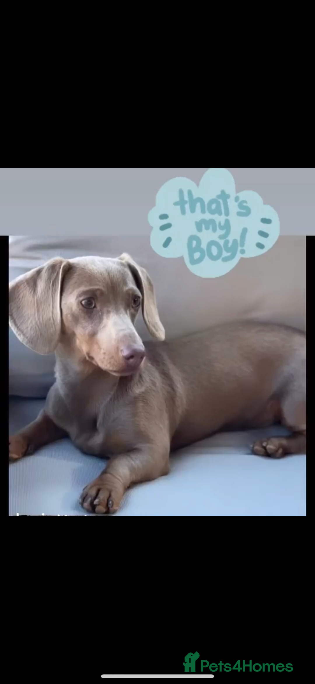 Miniature Dachshund dogs for sale: Miniature kc reg dachshunds for sale  - Image 3