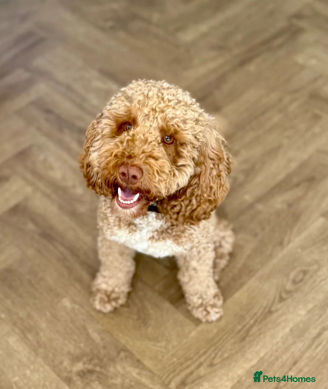 Cockapoo dogs for stud: Gorgeous deep red cockapoo for stud  - Advert 2