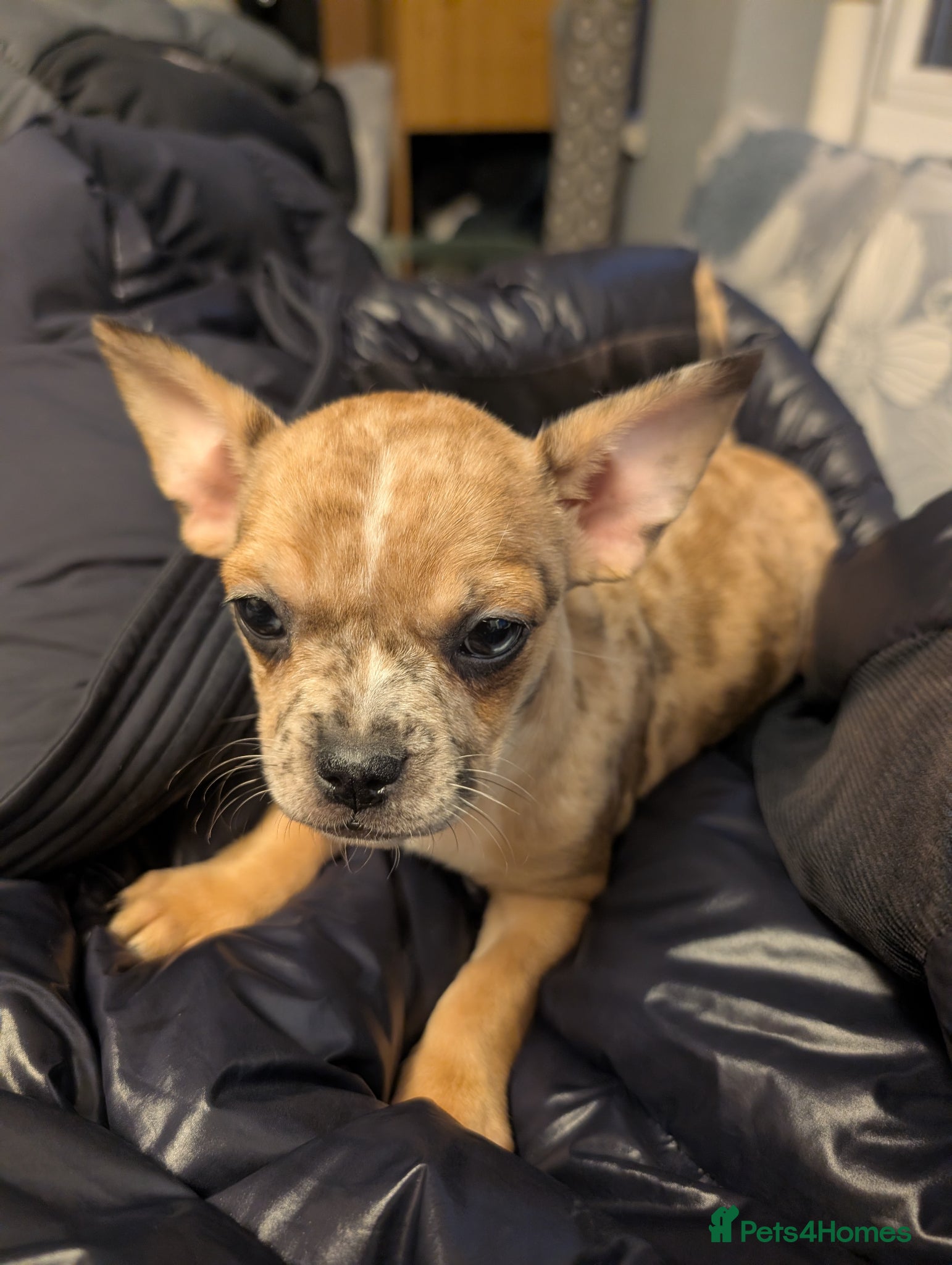 Mixed Breed dogs for sale: Mixed breed female pup  - Advert 3
