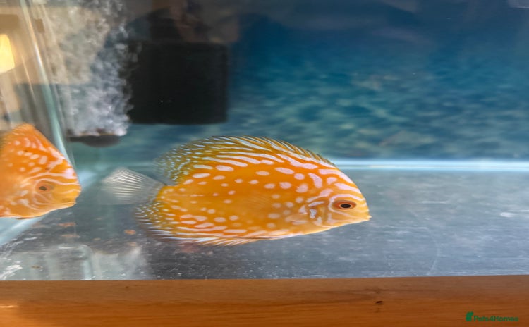 Discus fish for sale - Advert 1