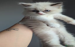 Ragdoll cats for sale: 🧁Sweet ragdolls - Image 14