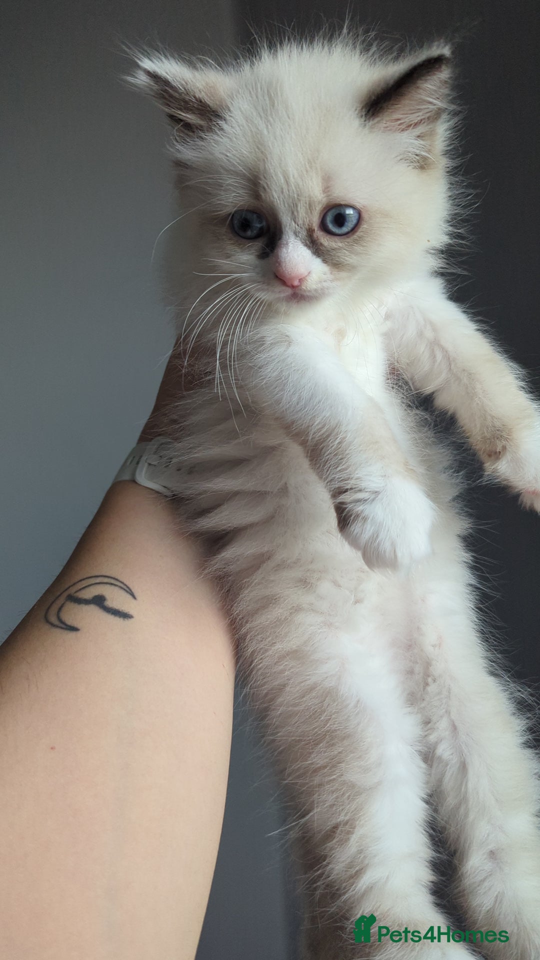 Ragdoll cats for sale: 🧁Sweet ragdolls - Image 14