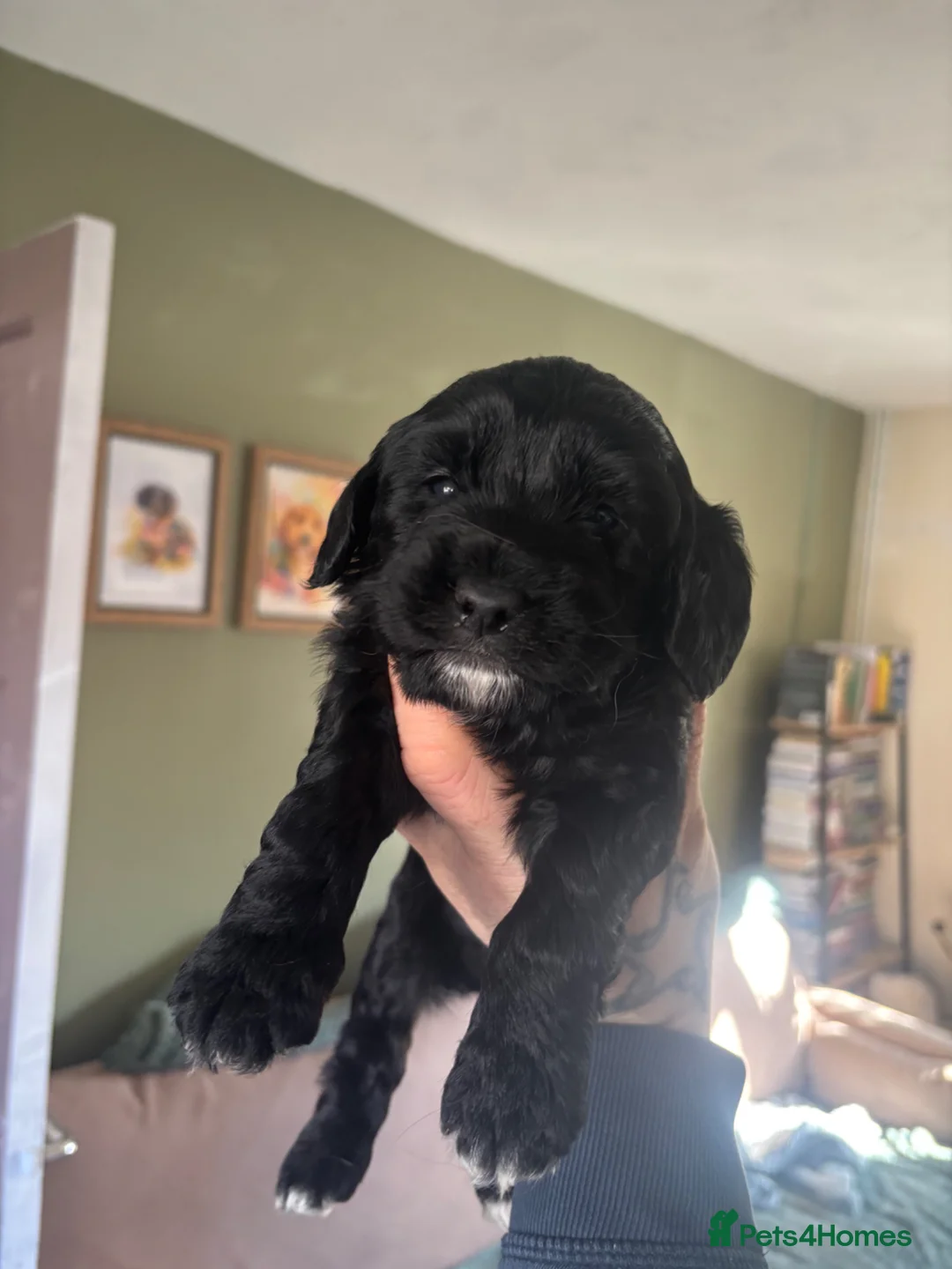 Mixed Breed dogs for sale: Cockapoo Dutchhound  in Ware - Advert 2