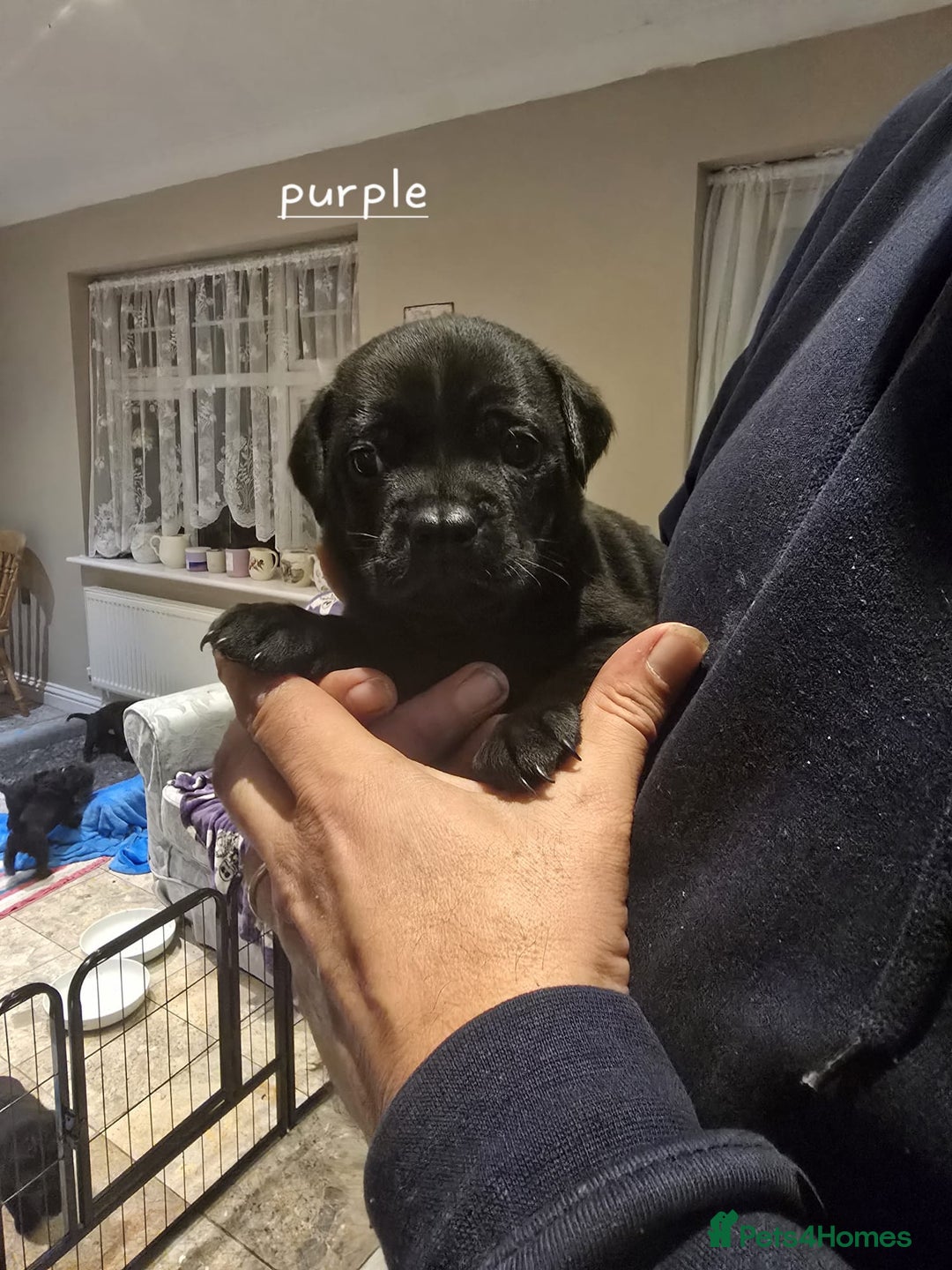 Mixed Breed dogs for sale: 6 shar poo puppys - Advert 4