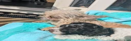 Cockapoo dogs for sale: 5 ⭐ DNA tested F1 cockapoos - Advert 33