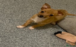 Mixed Breed dogs for sale: Tiny girl available jack Russel cross chihuahua  - Image 2