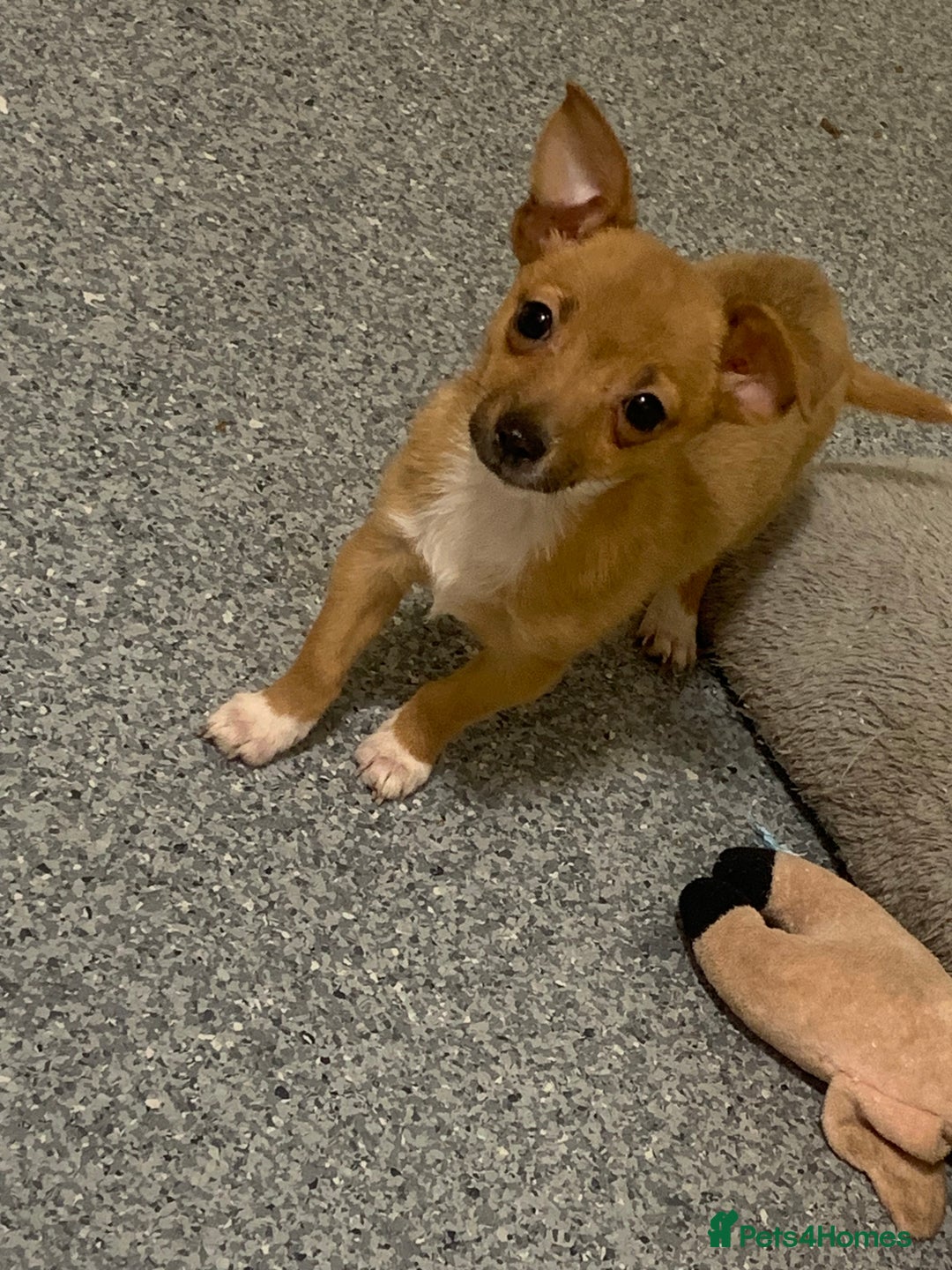 Mixed Breed dogs for sale: Tiny girl available jack Russel cross chihuahua  - Image 2