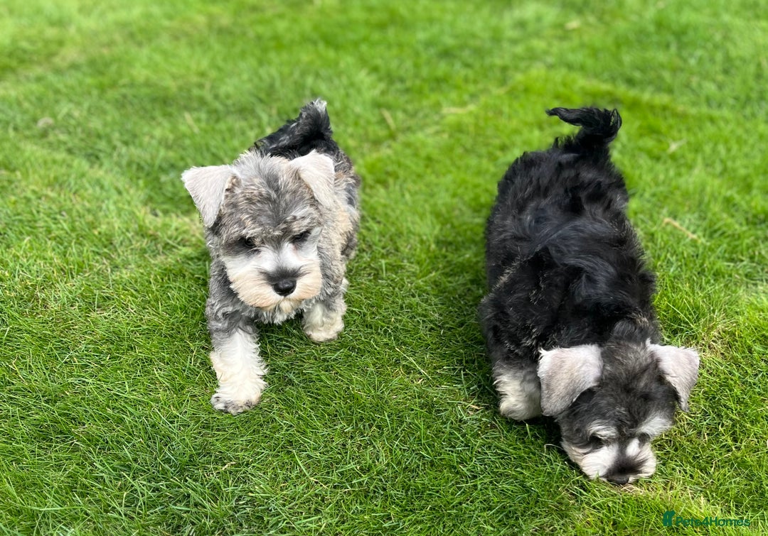 Miniature Schnauzer dogs for sale: Just 2 boys and girls available raised with love - Image 31