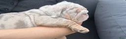 English Bulldog dogs for sale: Ready to Leave KC English Bulldog Puppies - Advert 6