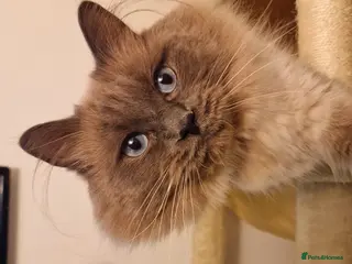 Ragdoll cats Ragdoll Male for Sale - Advert 1