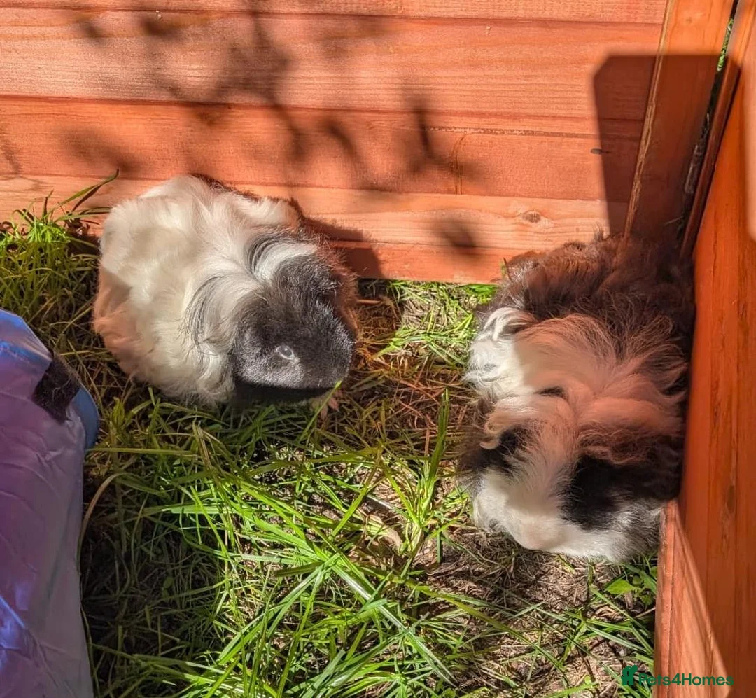 Guinea Pig rodents for sale: Two bonded, beautiful rare Texel boy guinea pigs in Swanage - Advert 12