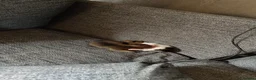 Jack Russell dogs for sale: Gorgeous miniature Jack Russell puppies  in Larkhall - Advert 2
