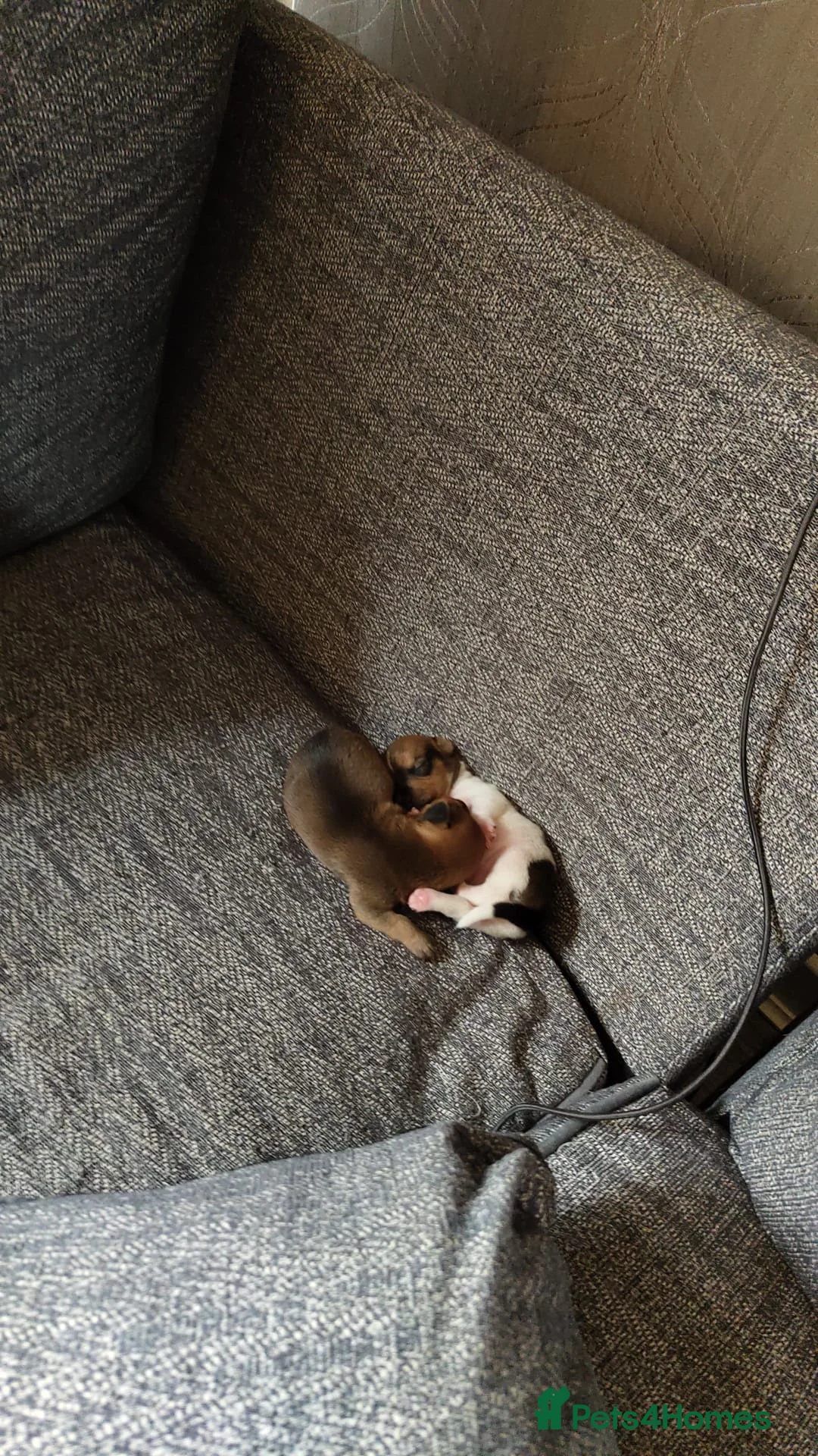 Jack Russell dogs for sale: Gorgeous miniature Jack Russell puppies  in Larkhall - Advert 2