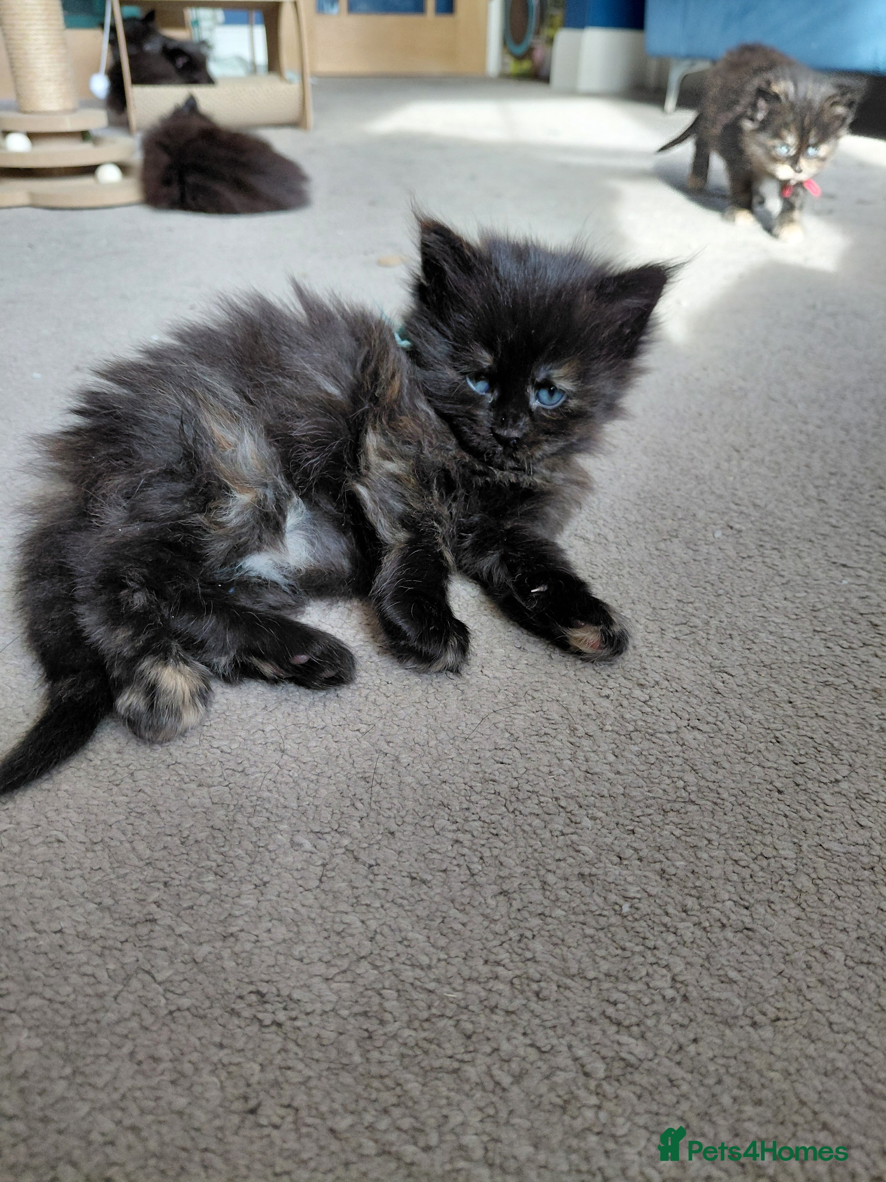 Maine Coon cats Beautiful 1st litter of maine coon kittens - Advert 2