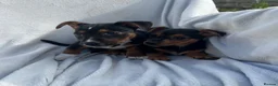 Jack Russell dogs for sale: Jack Russell Puppies - Advert 5