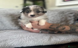 Australian Shepherd dogs for sale: 3 remaining- Beautiful Australian Shepherds  - Image 21