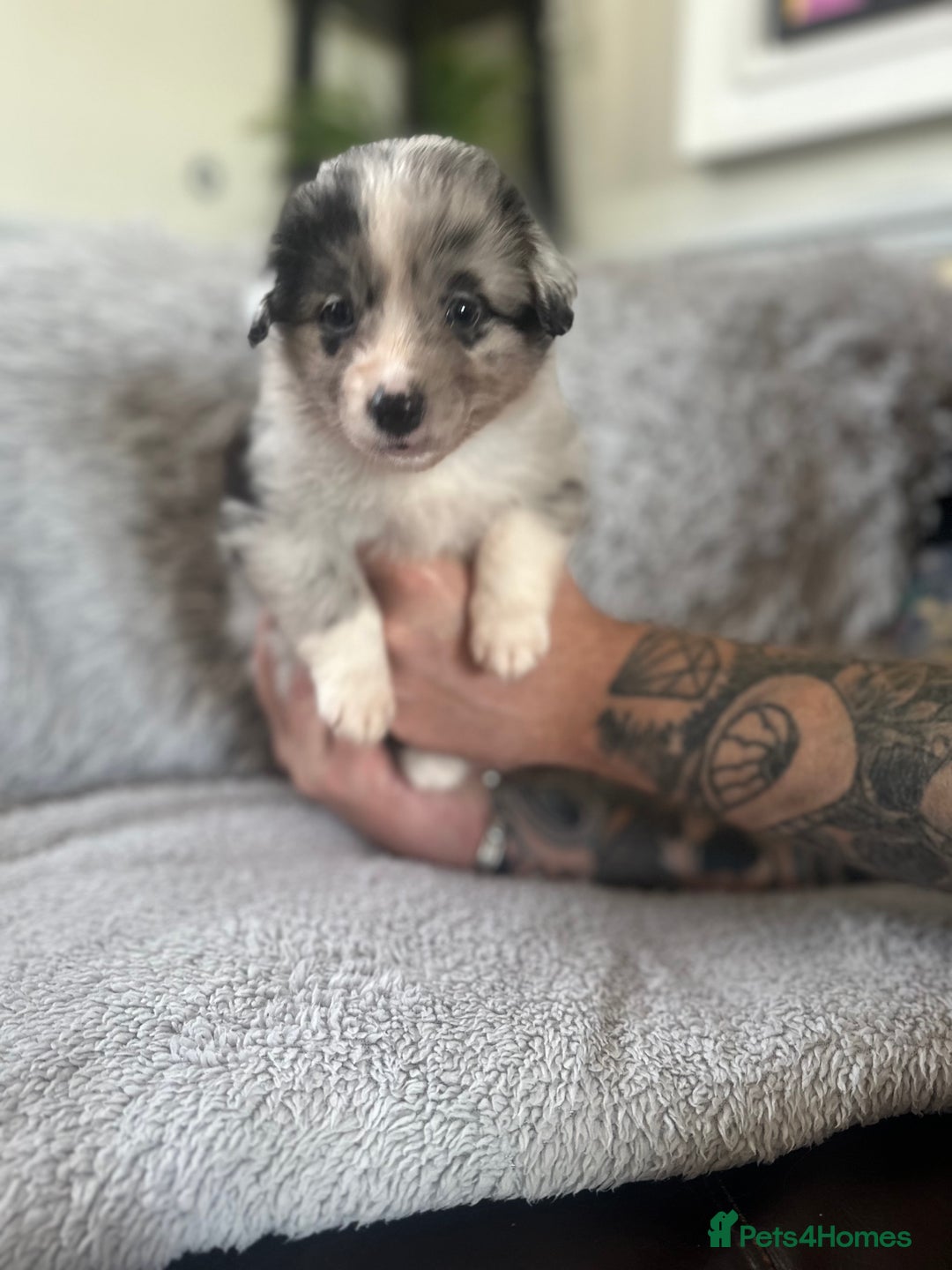 Australian Shepherd dogs for sale: 3 remaining- Beautiful Australian Shepherds  - Image 21