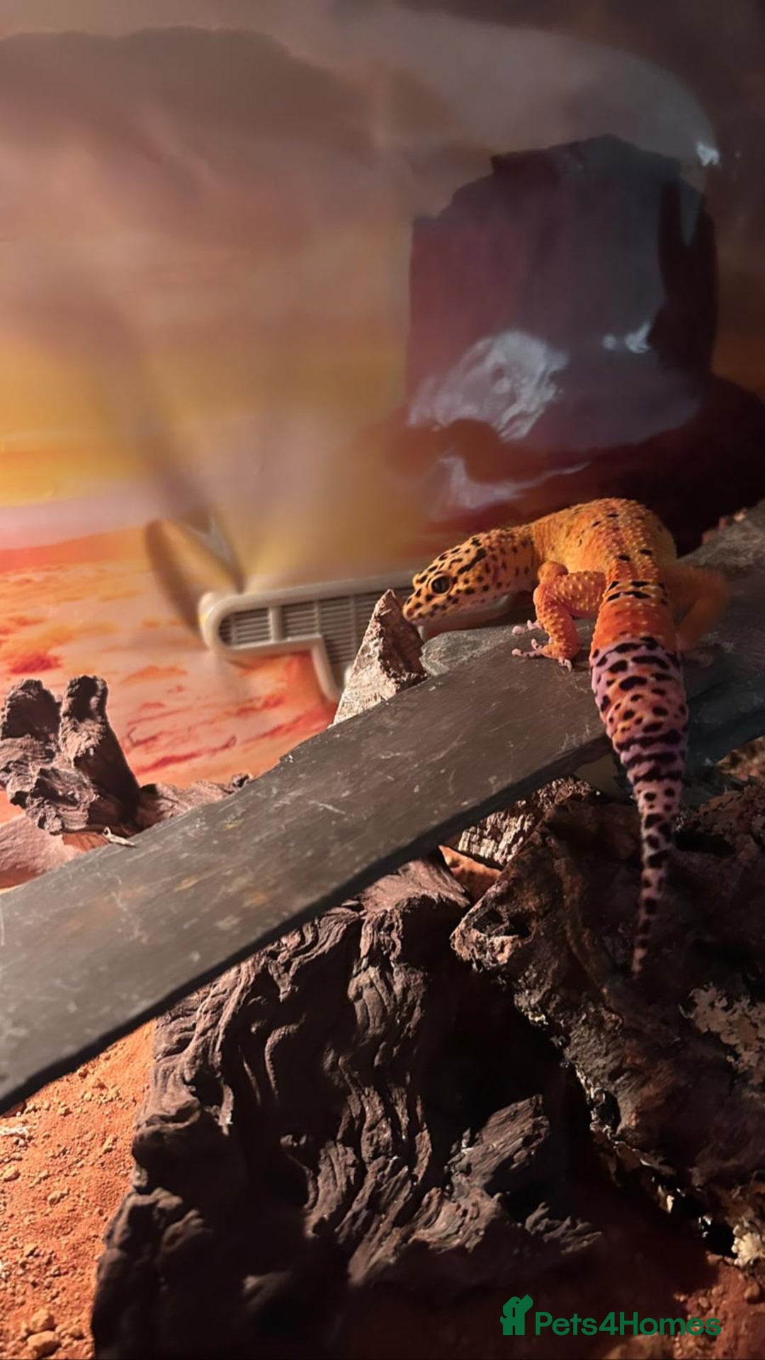 Gecko reptiles for sale: Gecko with vivarium  - Image 2