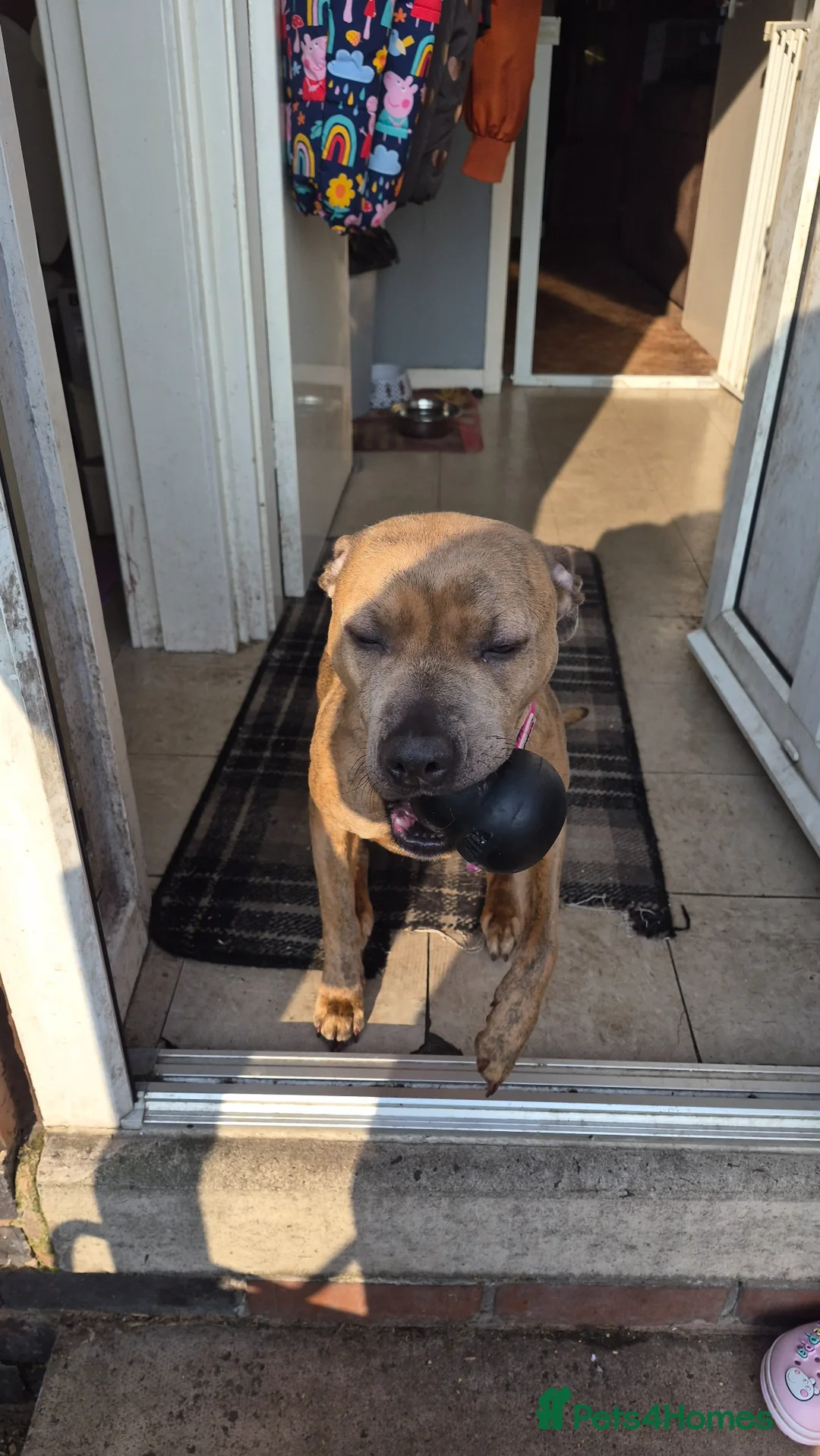 Mixed Breed dogs for sale: Presa Canario x Staffordshire Bull Terrier in Walsall - Advert 7