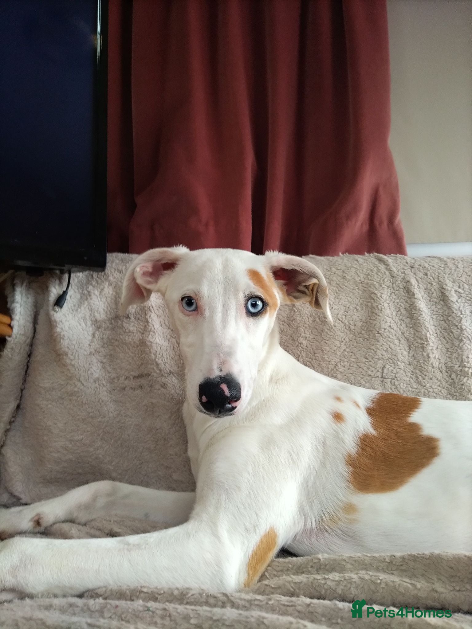Mixed Breed dogs Lurcher bull puppies for sale - Advert 15