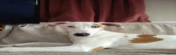 Mixed Breed dogs for sale: Lurcher bull puppies for sale in Heanor - Advert 1